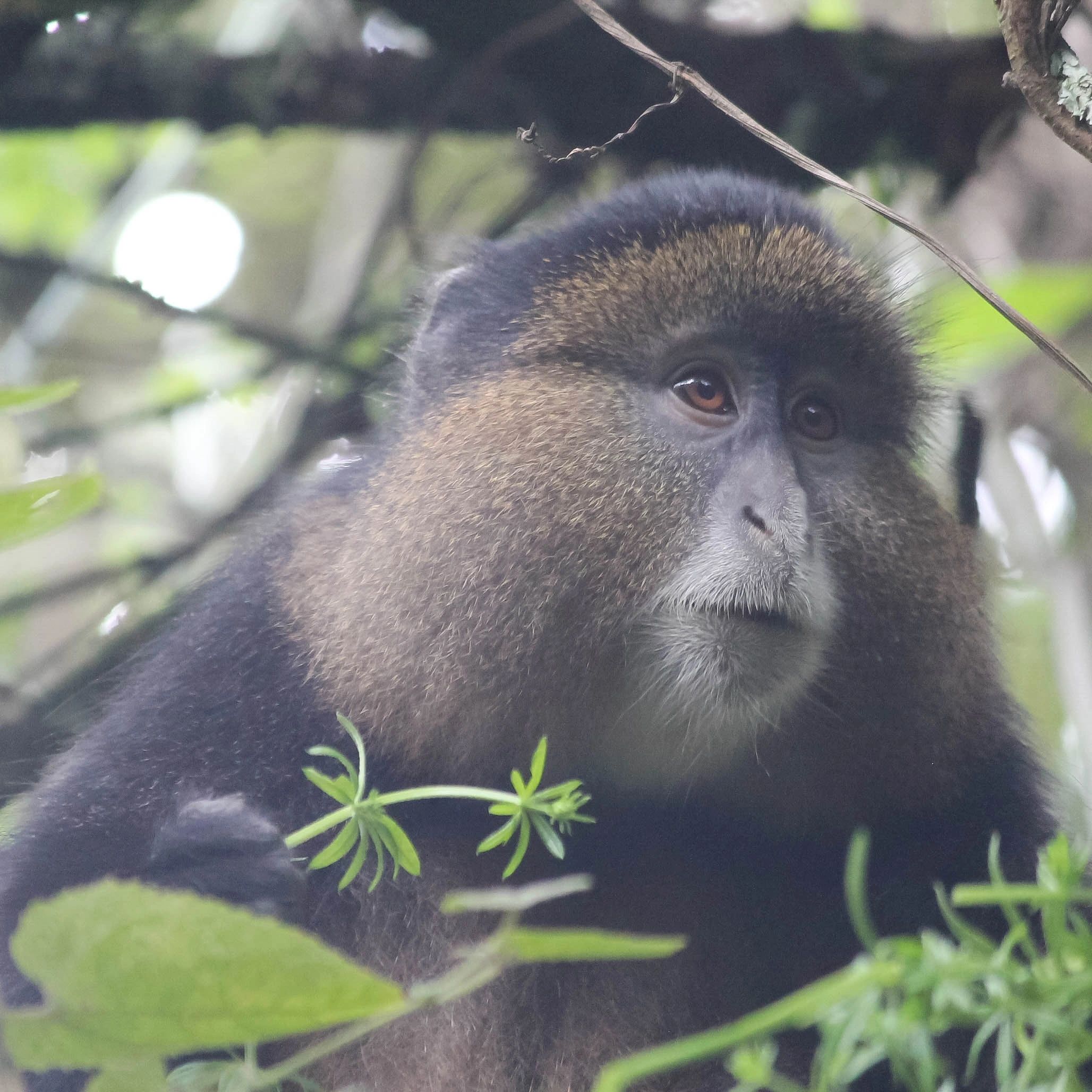 Golden monkey in a natural forest habitat