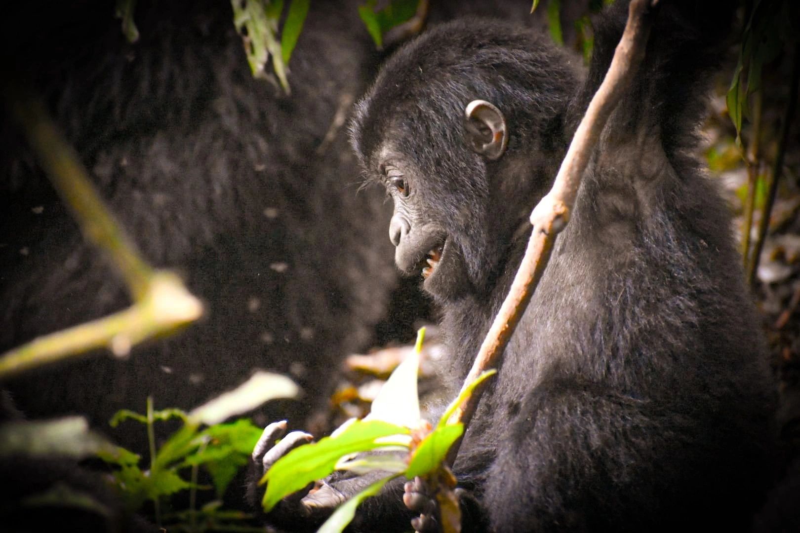 Gorilla in the Bwindi forest foliage