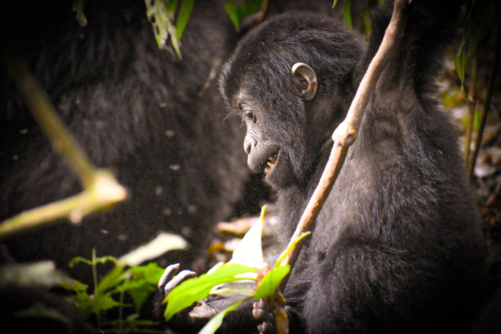 Resting gorilla among rainforest greenery